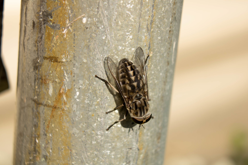 Tabanus