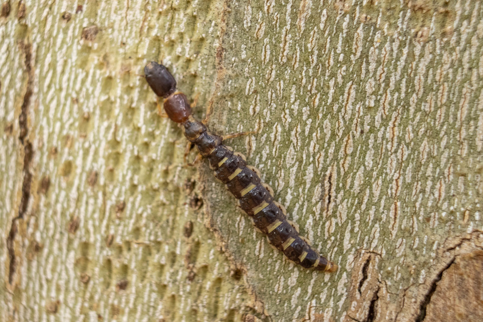 Raphidioptera - Tevenyakú-fátyolkák