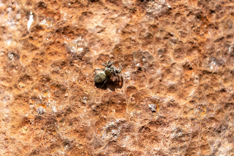 Heliophanus