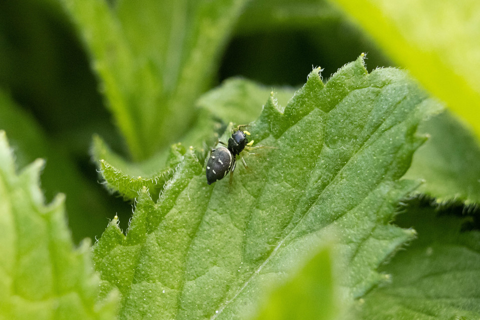 Heliophanus