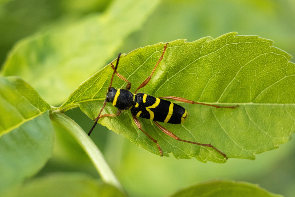 Clytus arietis - közönséges darázscincér