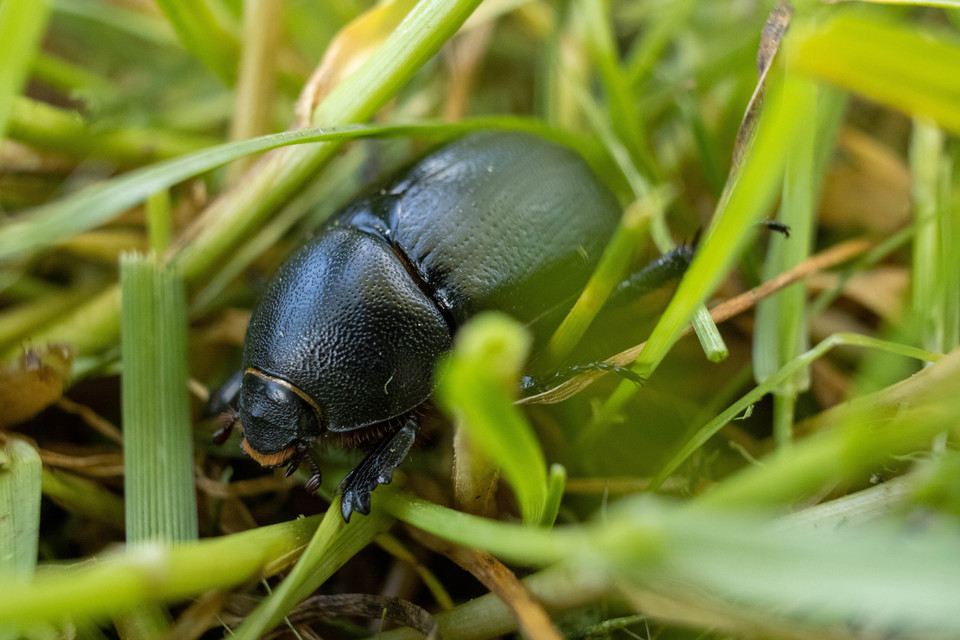 Pentodon idiota - butabogár