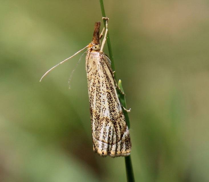 Thisanotia chrysonuchella - tavaszi fűgyökérmoly