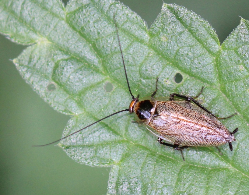 Ectobius erythronotus - sárgatorú erdeicsótány