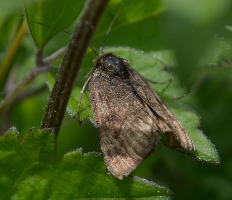 Panemeria tenebrata - apró sárgabagoly