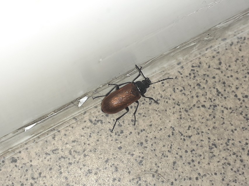 Omophlus proteus - közönséges pejbogár Omophlus proteus - közönséges pejbogár