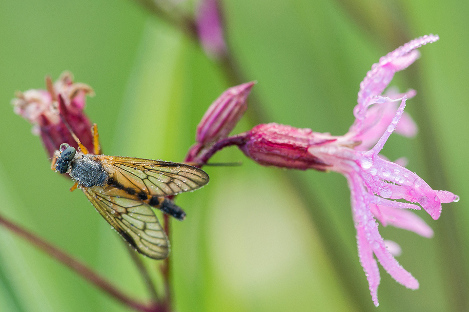 Rhagio vitripennis - sötéterű kószalégy