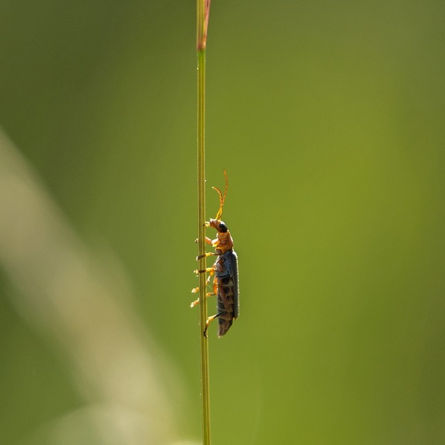 Cantharis lateralis - szegélyes lágybogár