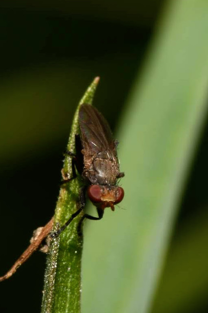Pherbellia griseola