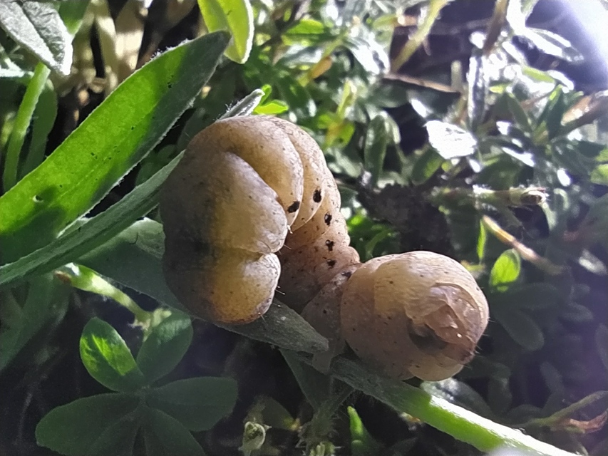 Noctua fimbriata - szélessávú sárgafűbagoly