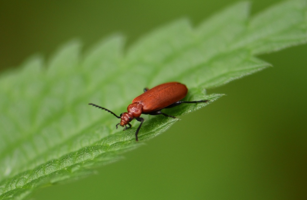 Pyrochroa serraticornis - közép-bíborbogár