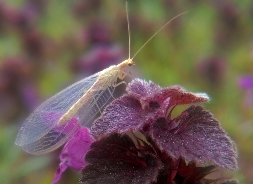 Chrysopidae - zöldfátyolkák