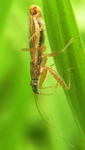 Nabis rugosus - foltoslábú tolvajpoloska