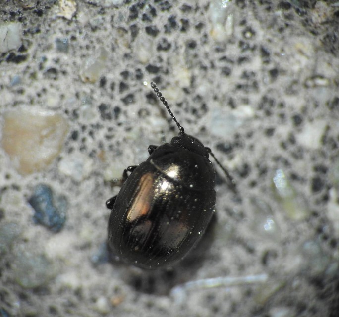 Neophaedon pyritosus