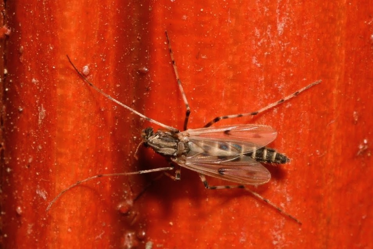 Stictochironomus