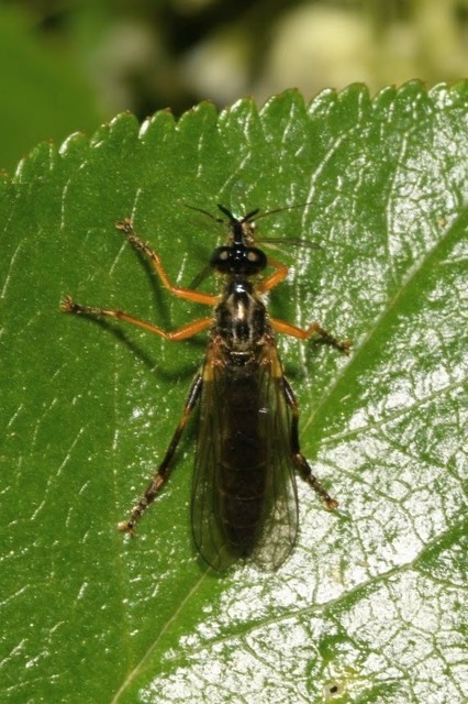 Dioctria rufipes