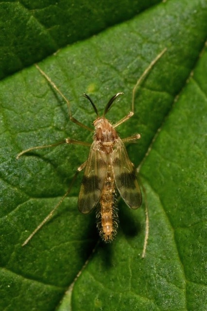 Chironomidae - árvaszúnyogok