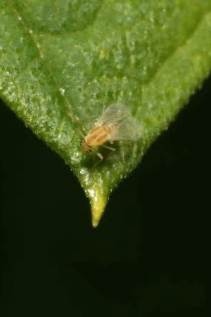 Chironomidae - árvaszúnyogok
