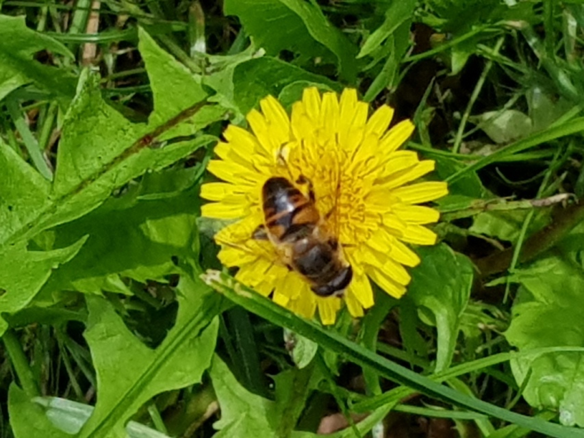 Eristalis tenax - közönséges herelégy