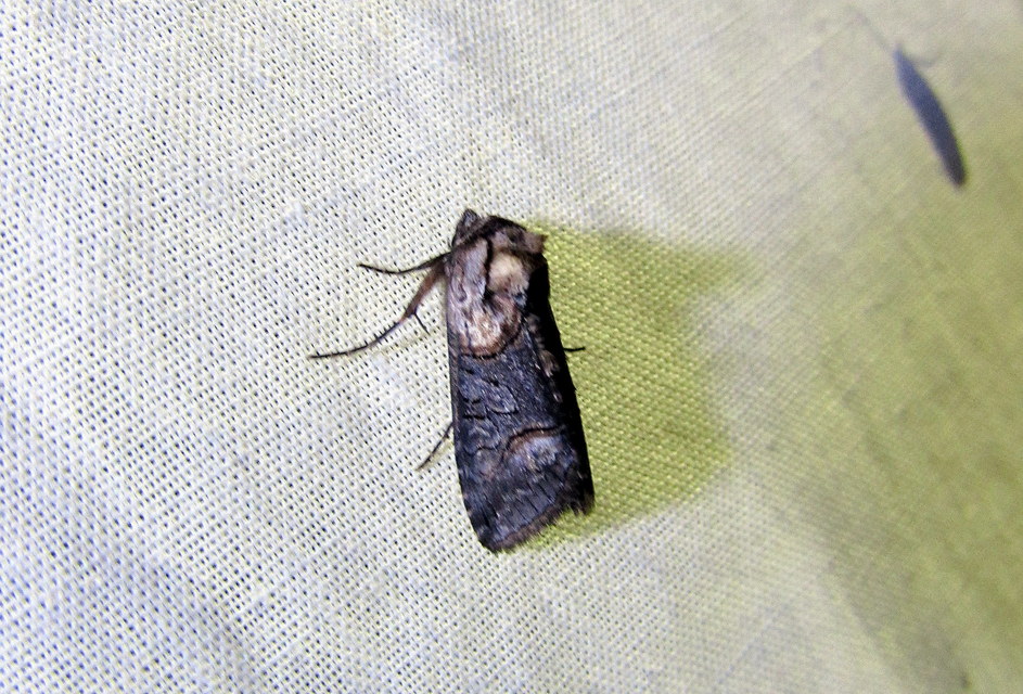 Abrostola asclepiadis - barnaövű csalánbagoly