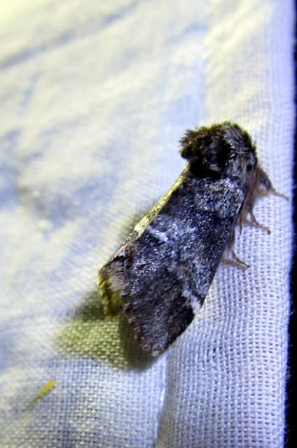 Drymonia dodonea - bélyeges púposszövő