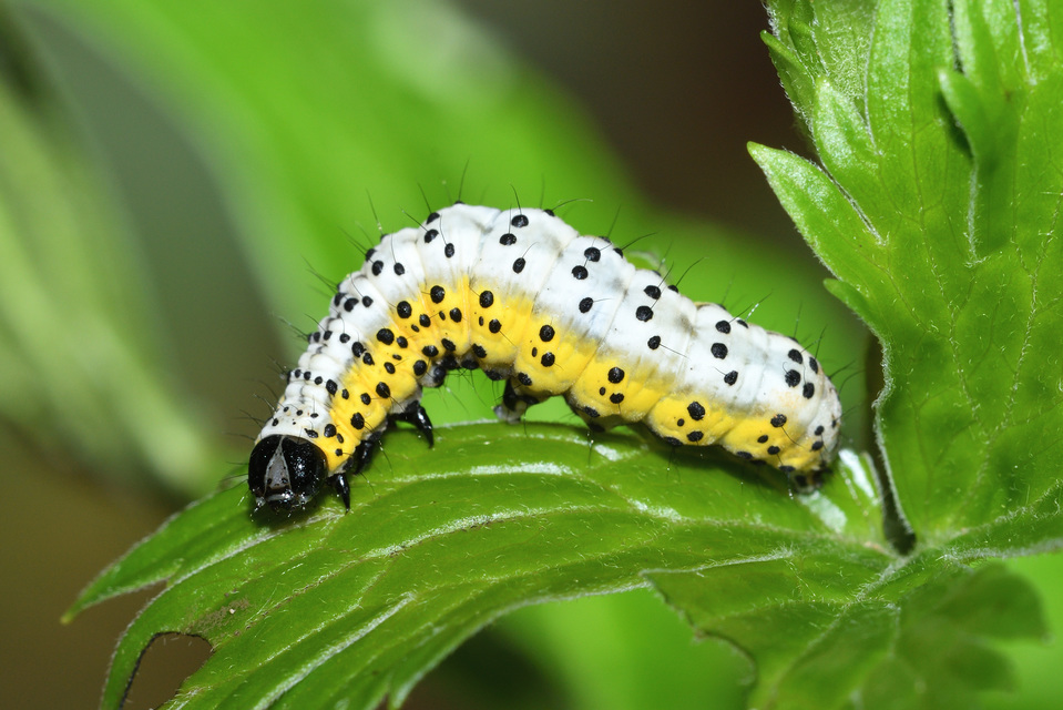 Euchalcia variabilis - sisakvirág-aranybagoly