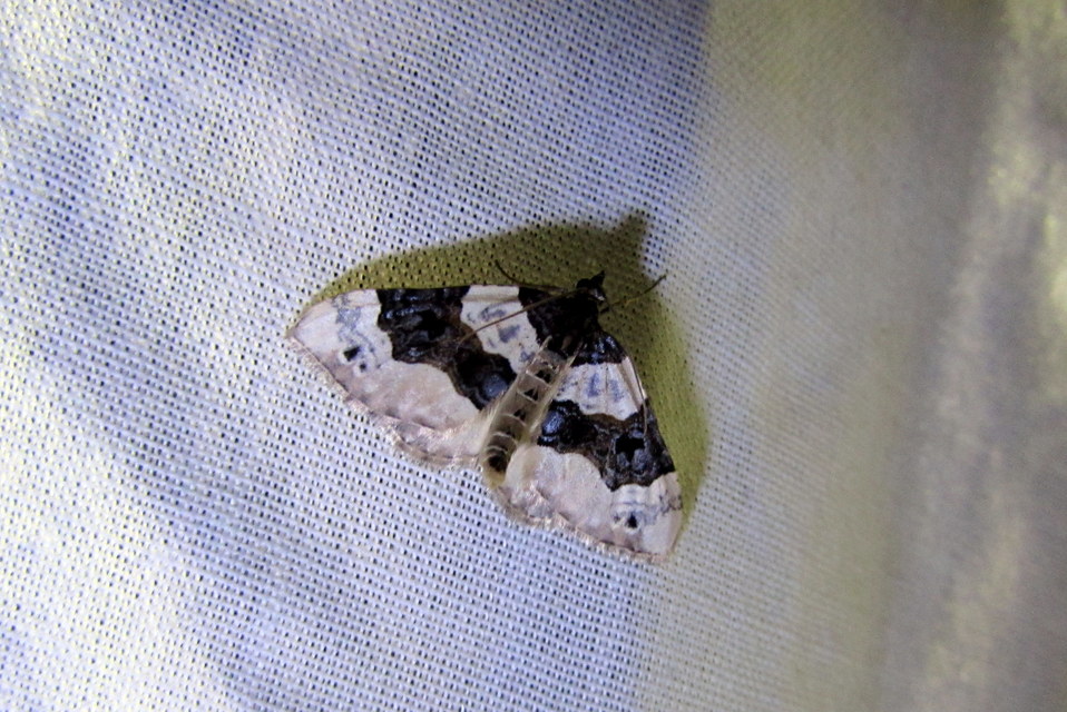 Cosmorhoe ocellata - szemes galajaraszoló