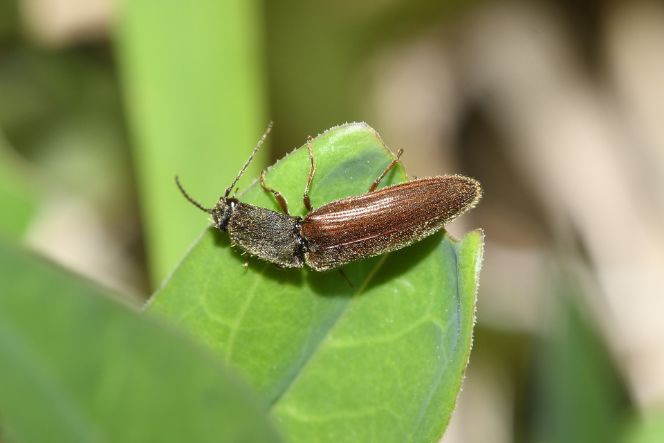 Athous haemorrhoidalis - szurkos pattanó Athous haemorrhoidalis - szurkos pattanó