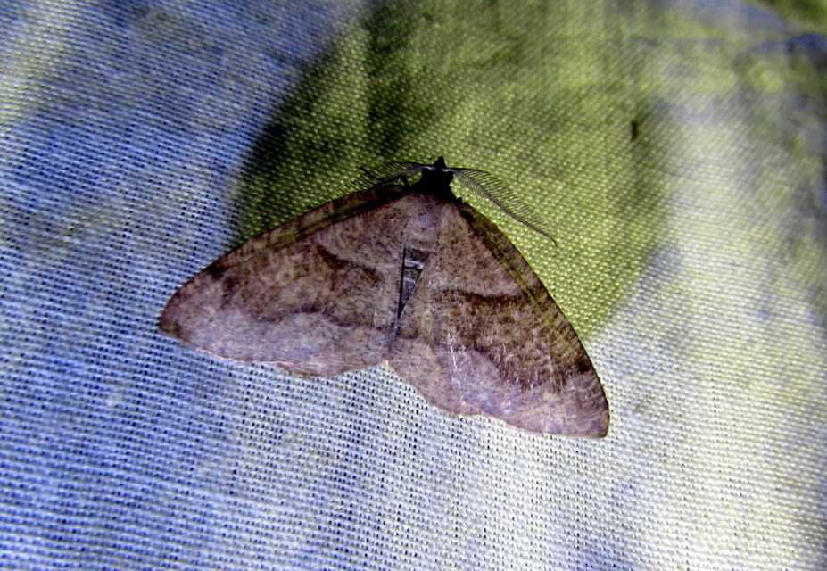 Plagodis pulveraria - szemcsés araszoló