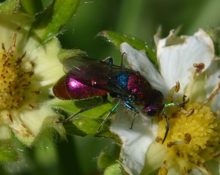 Chrysura cuprea - rézvörös fémdarázs