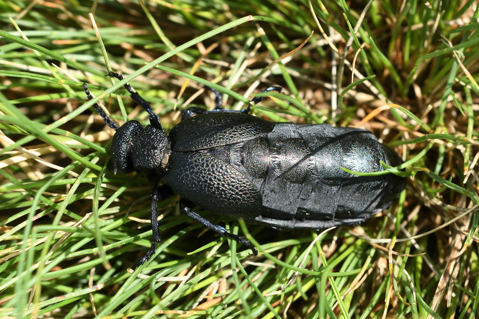Meloe cicatricosus - óriásnünüke