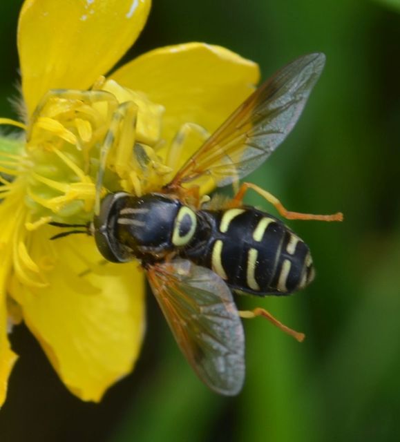 Chrysotoxum