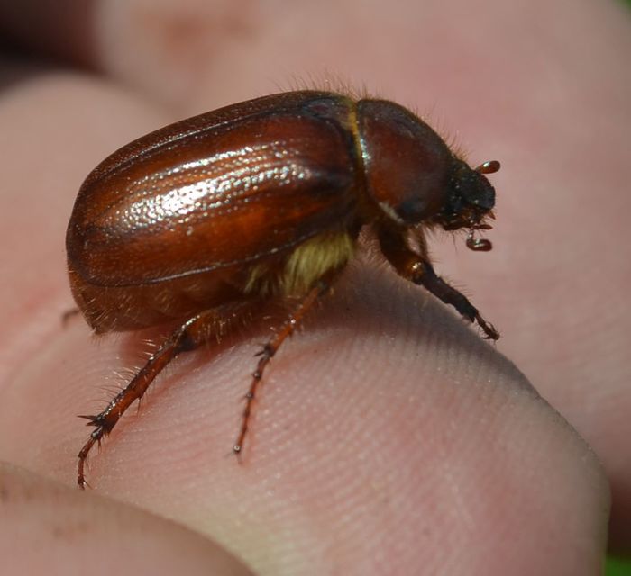 Holochelus aequinoctialis - tavaszeleji cserebogár
