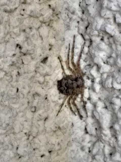 Philodromus poecilus - cifra karolópók