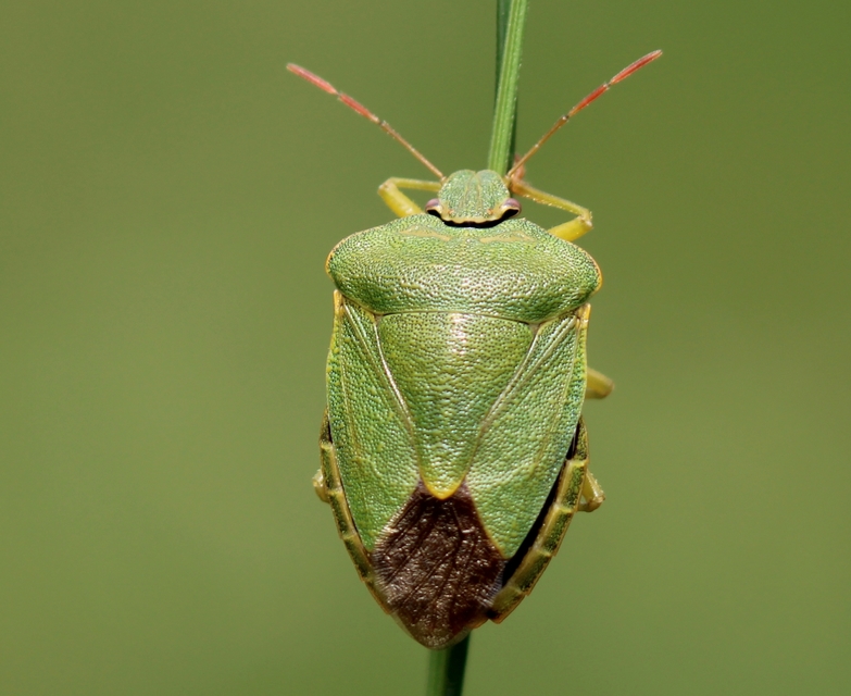 Palomena prasina - zöld bogyómászó-poloska Palomena prasina - zöld bogyómászó-poloska