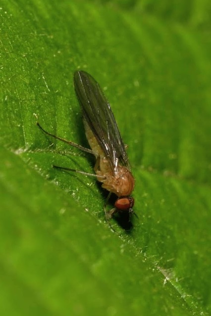 Hilara thoracica