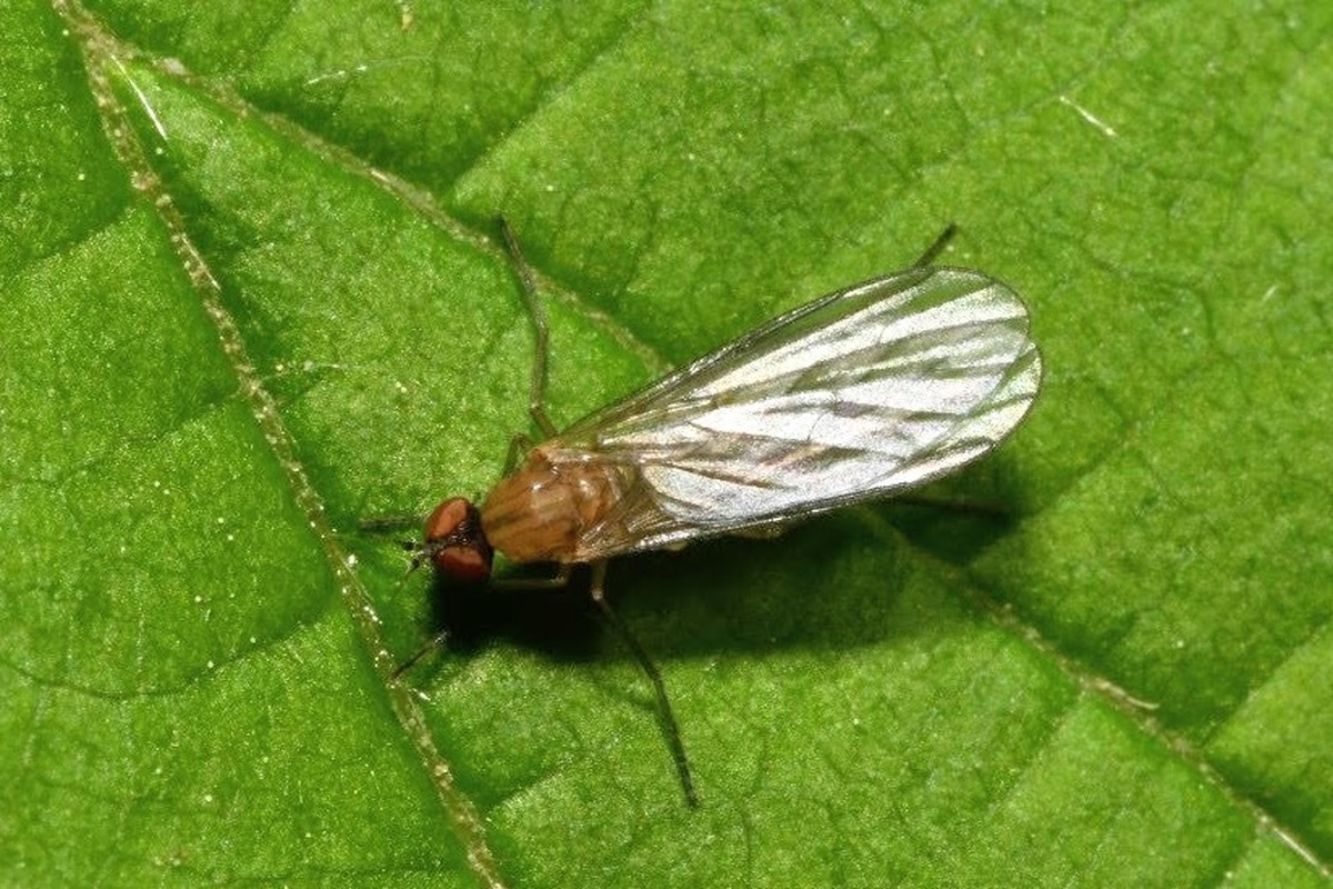 Hilara thoracica