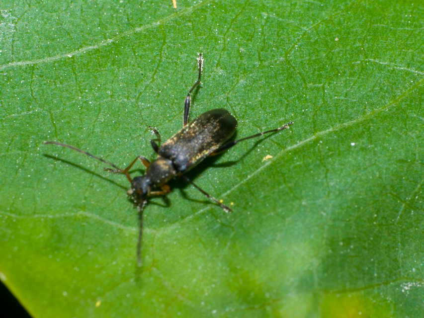 Grammoptera ruficornis - gyűrűscsápú galagonyacincér Grammoptera ruficornis - gyűrűscsápú galagonyacincér