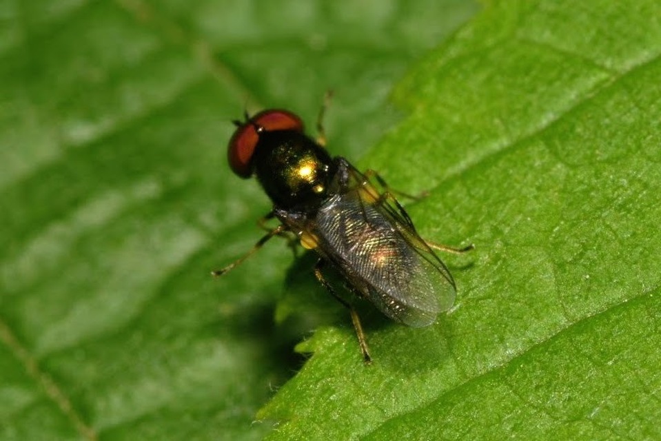 Microchrysa polita - feketecsápú fémeslégy