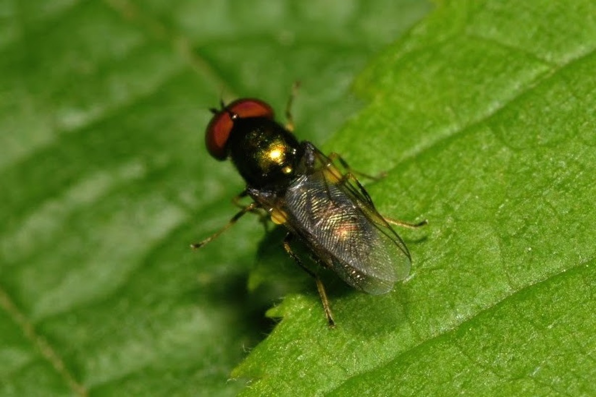 Microchrysa polita - feketecsápú fémeslégy