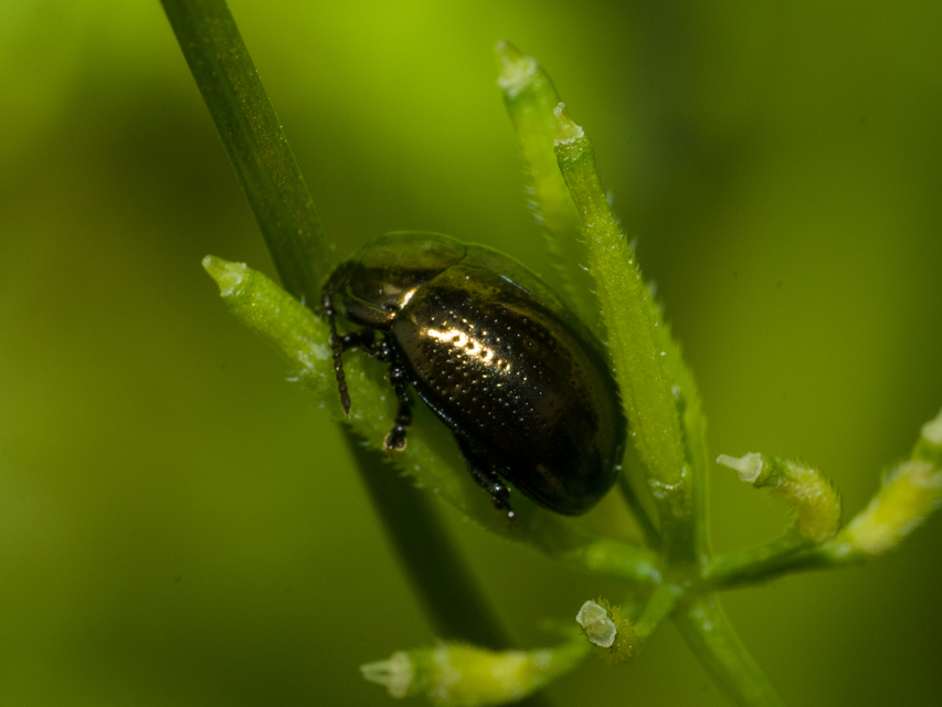 Chrysolina chalcites - homoki levelész Chrysolina chalcites - homoki levelész