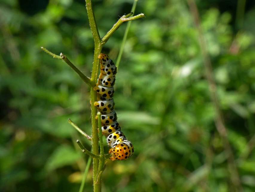 Shargacucullia gozmanyi/scrophulariae/verbasci