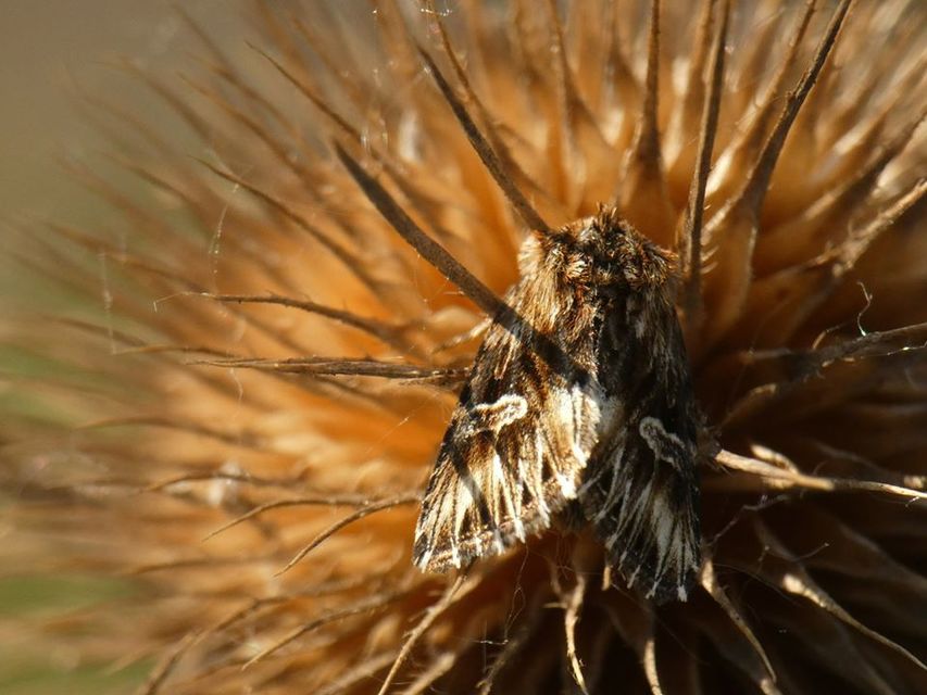 Actinotia radiosa - kis sugarasbagoly