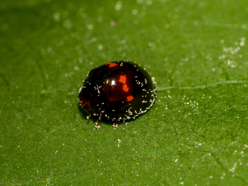 Chilocorus bipustulatus - szalagos szerecsenkata