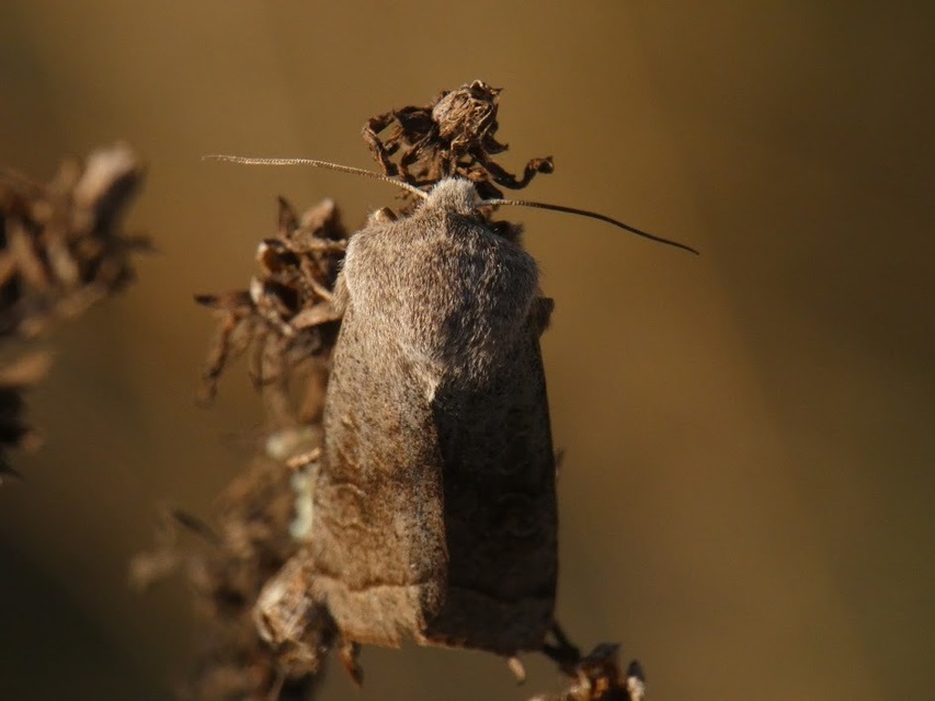 Orthosia opima - hegyesszárnyú barkabagoly