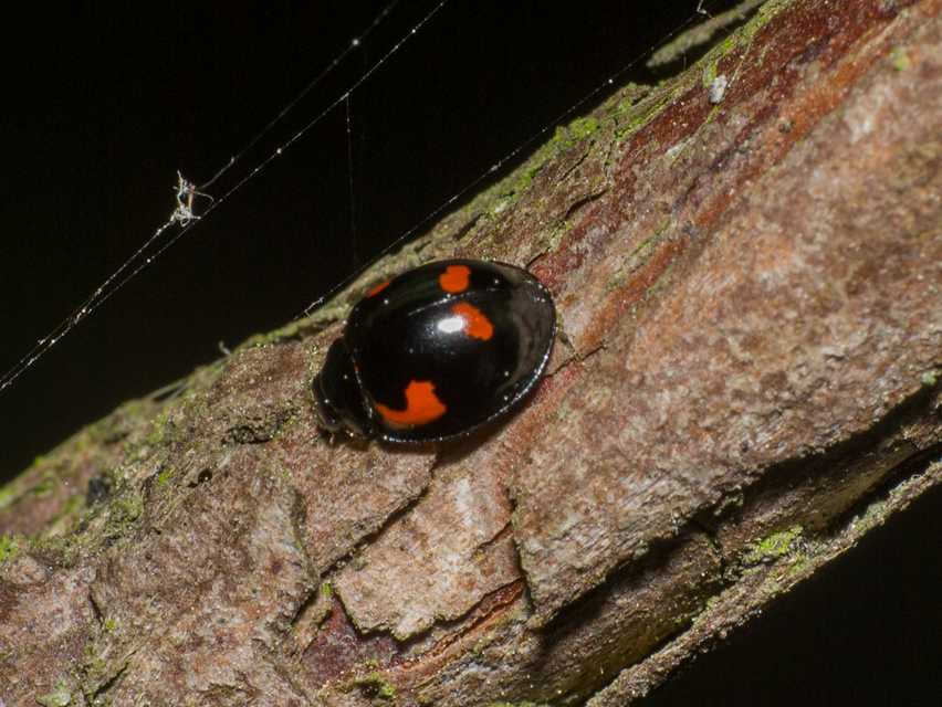 Exochomus quadripustulatus - négyfoltos szerecsenkata
