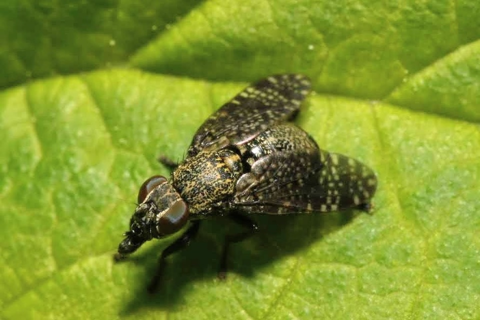 Platystoma seminationis