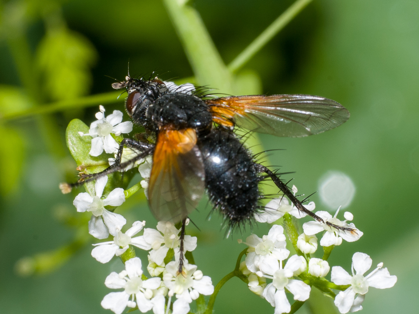 Zophomyia temula
