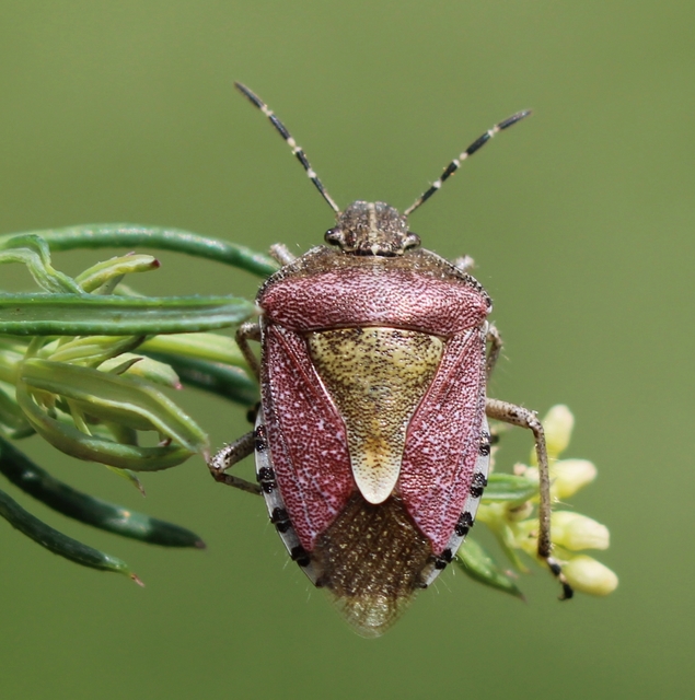 Dolycoris baccarum - közönséges bogyómászó-poloska