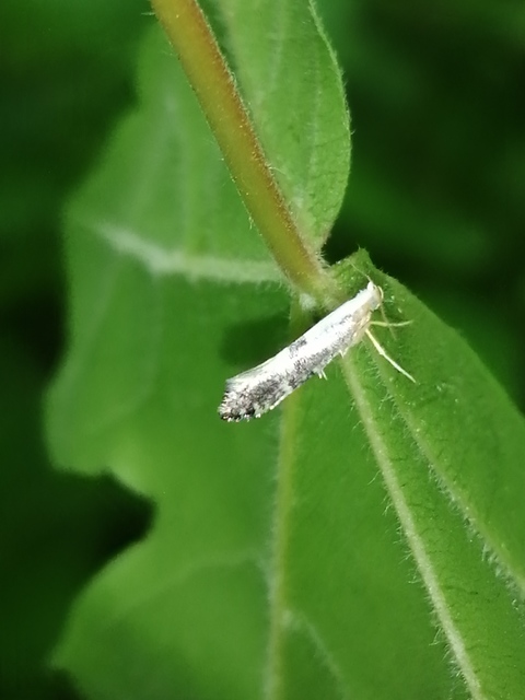 Argyresthia